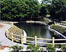 駒込の池