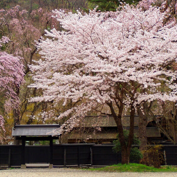 みちのくの小京都・角館